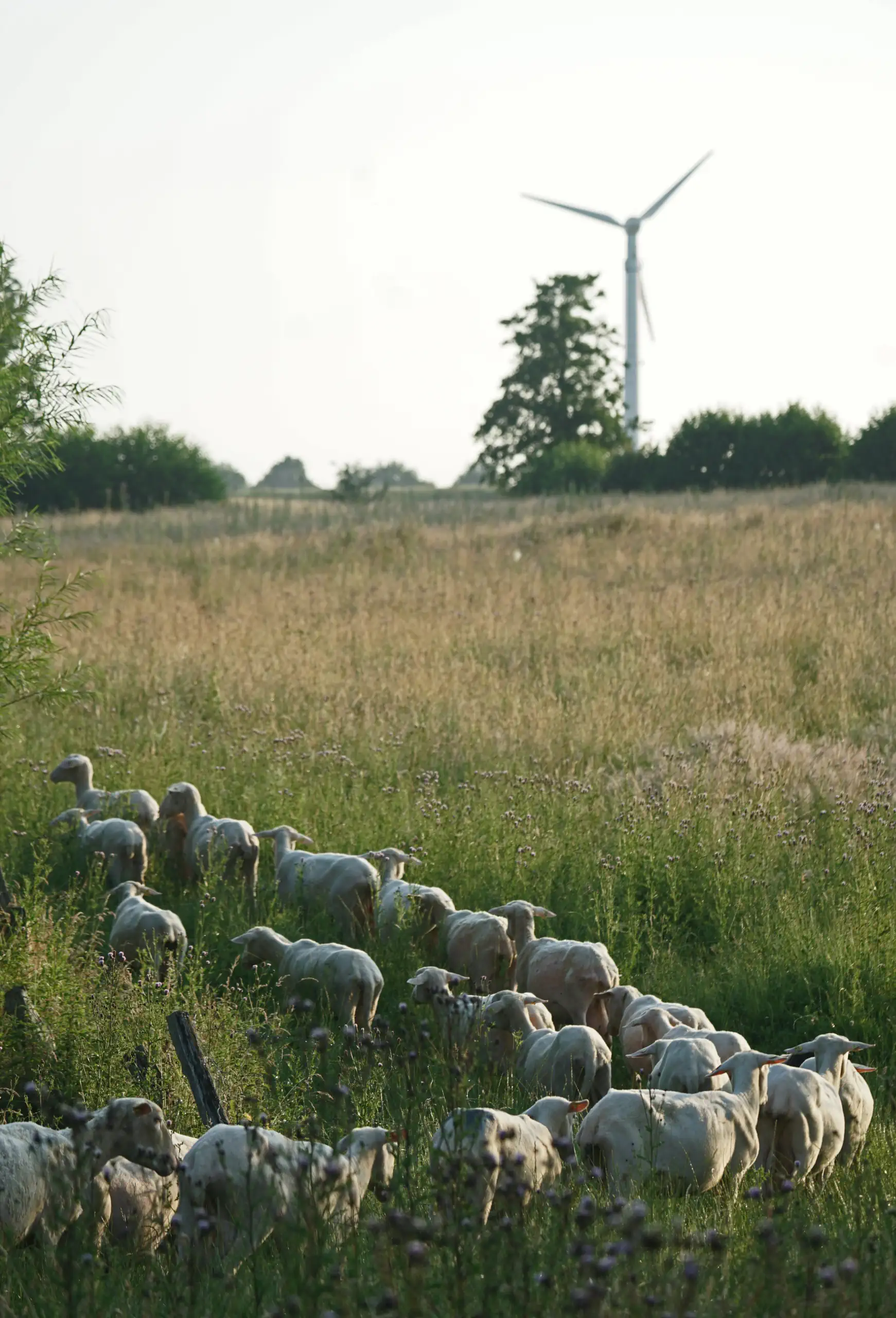 Ferienhaus Hof Ahmen - Schafe auf dem Weg zu Weide